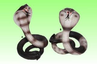 Obrázek z Kobra polyresin 14,5cm, 2dr (1) 